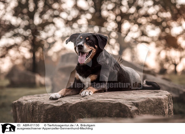 ausgewachsener Appenzeller-Sennenhund-Mischling / outdoor Appenzell-Mountain-Dog-Mongrel / ABR-01130