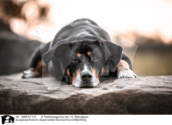 ausgewachsener Appenzeller-Sennenhund-Mischling / ABR-01131