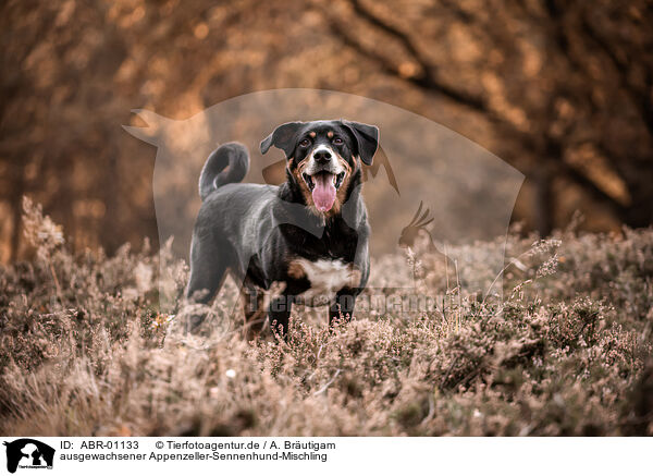 ausgewachsener Appenzeller-Sennenhund-Mischling / ABR-01133