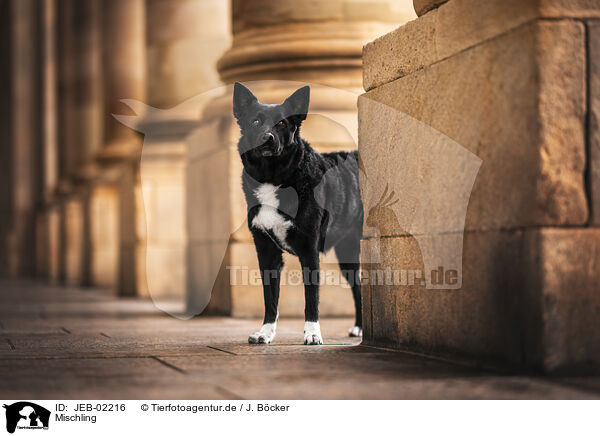 Mischling / mongrel / JEB-02216