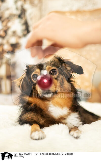 Mischling / mongrel / JEB-02274