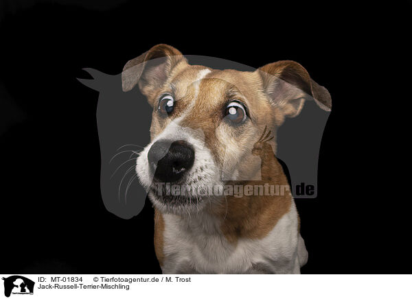 Jack-Russell-Terrier-Mischling / MT-01834