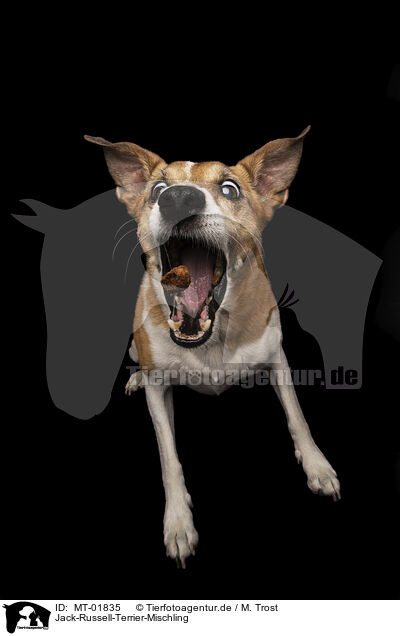 Jack-Russell-Terrier-Mischling / MT-01835