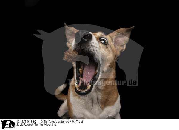 Jack-Russell-Terrier-Mischling / MT-01836