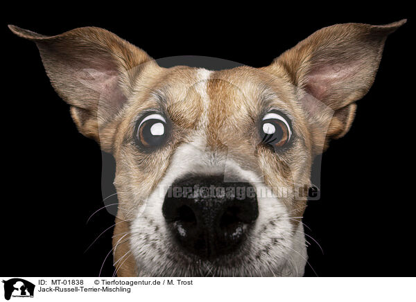 Jack-Russell-Terrier-Mischling / MT-01838