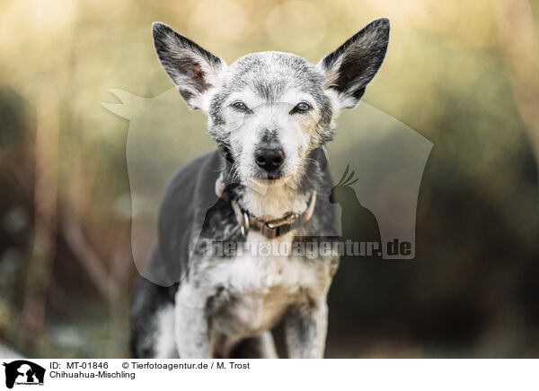 Chihuahua-Mischling / Chihuahua-Mongrel / MT-01846