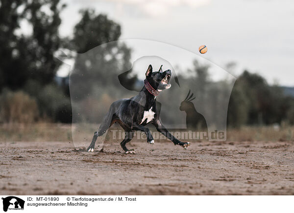 ausgewachsener Mischling / adult mongrel / MT-01890