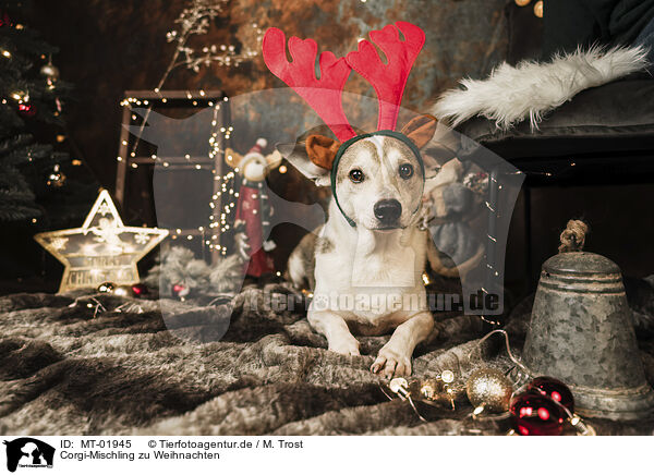 Corgi-Mischling zu Weihnachten / Corgi-Mongrel at christmas / MT-01945
