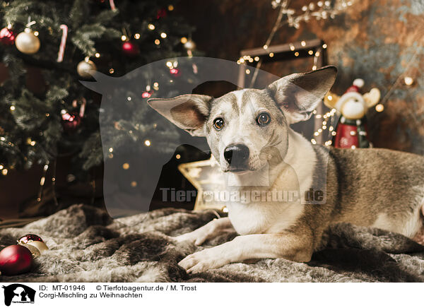 Corgi-Mischling zu Weihnachten / Corgi-Mongrel at christmas / MT-01946