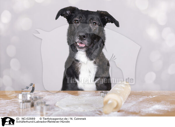 Schferhund-Labrador-Retriever Hndin / female Shepherd-Labrador-Retriever / NC-02889