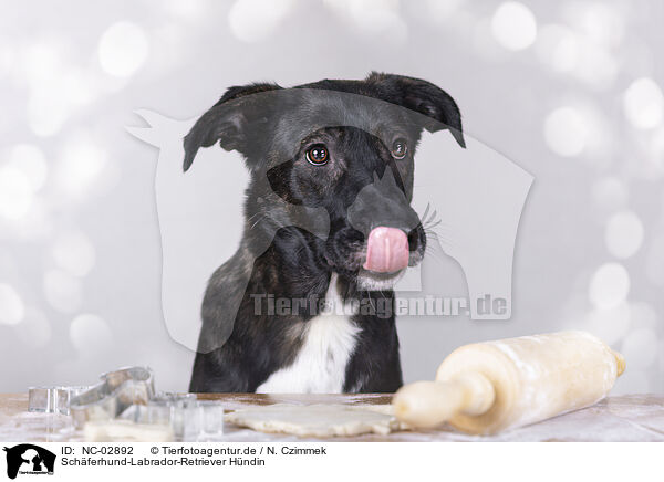 Schferhund-Labrador-Retriever Hndin / female Shepherd-Labrador-Retriever / NC-02892