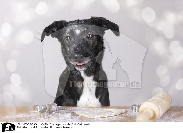 Schferhund-Labrador-Retriever Hndin / female Shepherd-Labrador-Retriever / NC-02893