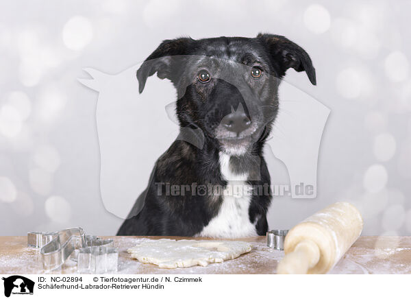 Schferhund-Labrador-Retriever Hndin / NC-02894
