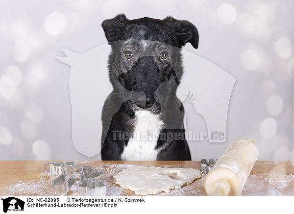Schferhund-Labrador-Retriever Hndin / female Shepherd-Labrador-Retriever / NC-02895
