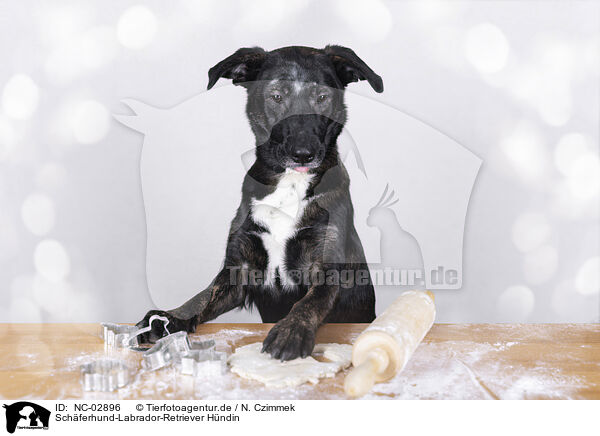 Schferhund-Labrador-Retriever Hndin / female Shepherd-Labrador-Retriever / NC-02896