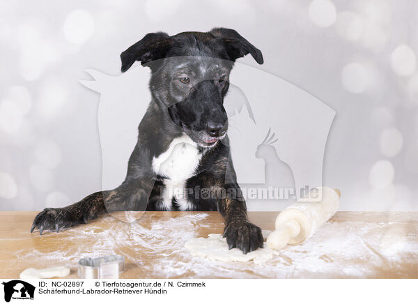 Schferhund-Labrador-Retriever Hndin / female Shepherd-Labrador-Retriever / NC-02897