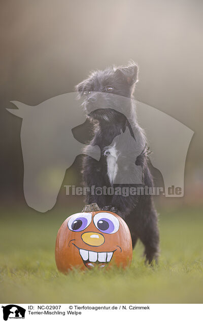 Terrier-Mischling Welpe / Terrier-Mongrel Puppy / NC-02907