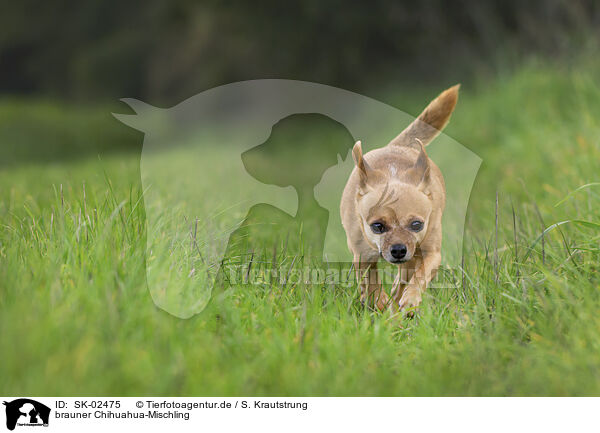 brauner Chihuahua-Mischling / brown Chihuahua-Mongrel / SK-02475