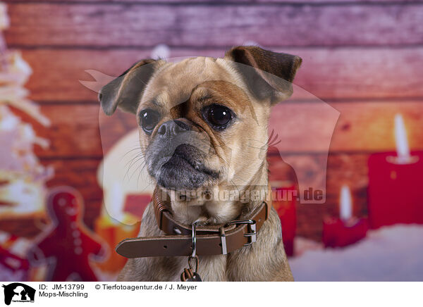 Mops-Mischling / Pug-Mongrel / JM-13799