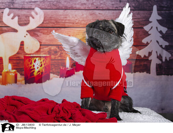 Mops-Mischling / Pug-Mongrel / JM-13800