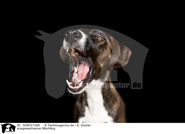 ausgewachsener Mischling / adult mongrel / SGR-01398