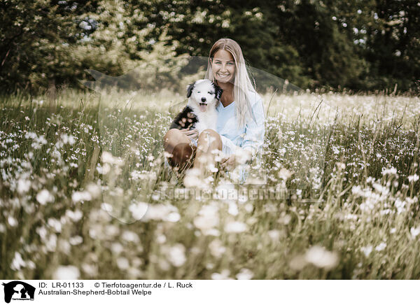 Australian-Shepherd-Bobtail Welpe / LR-01133