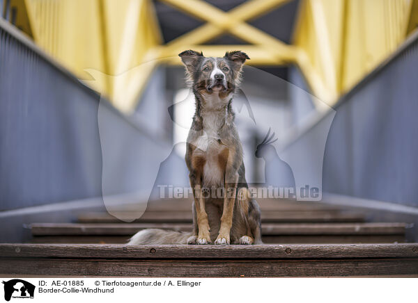 Border-Collie-Windhund / Border-Collie-Greyhound / AE-01885