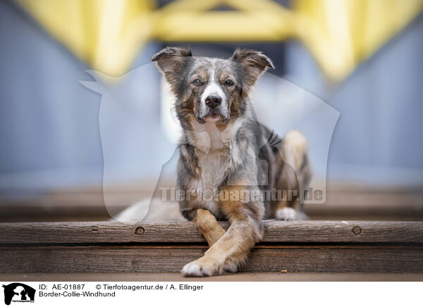 Border-Collie-Windhund / Border-Collie-Greyhound / AE-01887