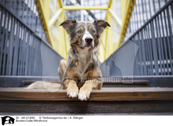 Border-Collie-Windhund / Border-Collie-Greyhound / AE-01888