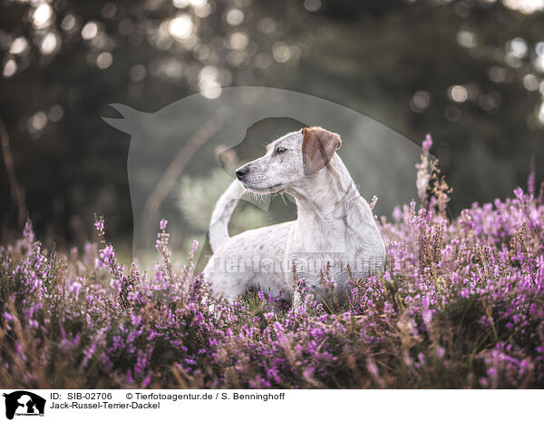Jack-Russel-Terrier-Dackel / Jack-Russell-Terrier-Dachshund / SIB-02706