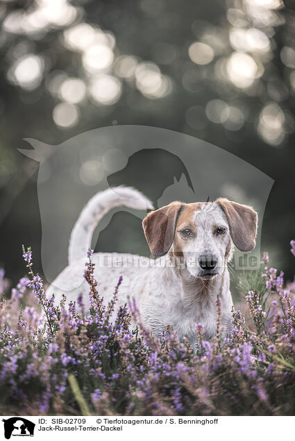 Jack-Russel-Terrier-Dackel / Jack-Russell-Terrier-Dachshund / SIB-02709