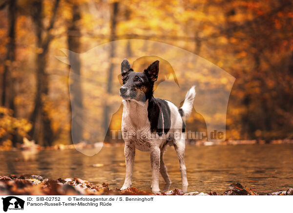 Parson-Russell-Terrier-Mischling Rde / male Parson-Russell-Terrier-Mongrel / SIB-02752