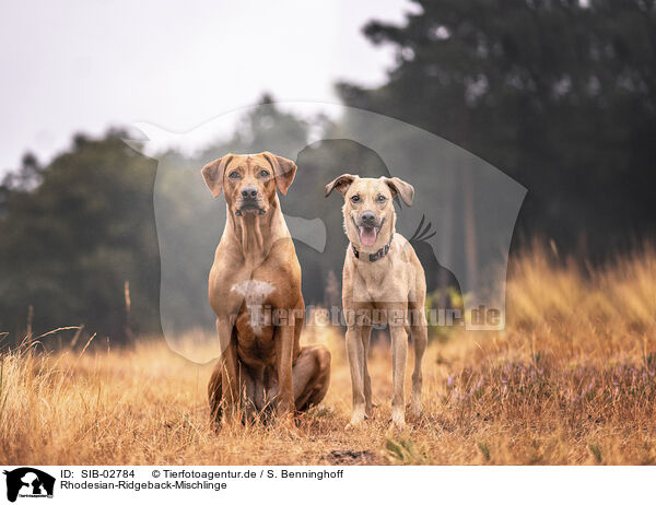 Rhodesian-Ridgeback-Mischlinge / Rhodesian-Ridgeback-Mongrels / SIB-02784
