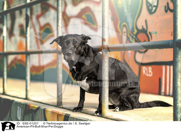 American-Pit-Bull-Shar-Pei-Dogge / American-Pit-Bull-Shar-Pei-Great-Dane / SSE-01201