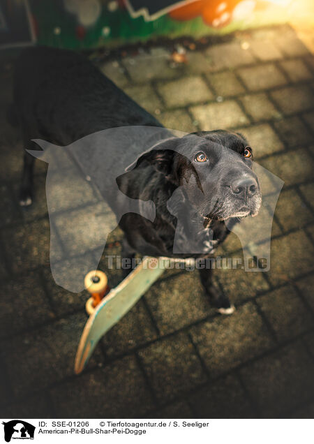 American-Pit-Bull-Shar-Pei-Dogge / American-Pit-Bull-Shar-Pei-Great-Dane / SSE-01206