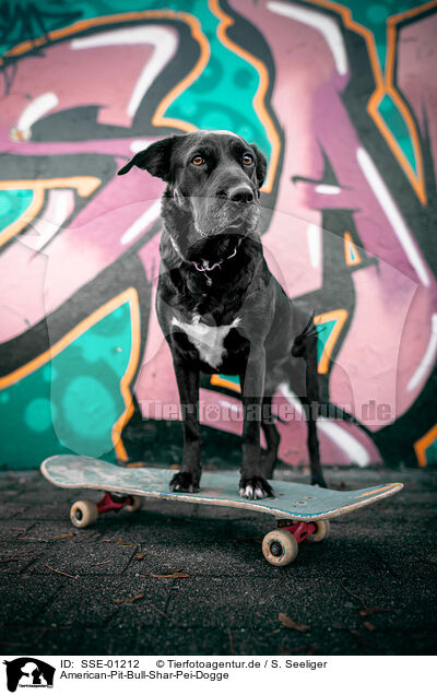 American-Pit-Bull-Shar-Pei-Dogge / American-Pit-Bull-Shar-Pei-Great-Dane / SSE-01212