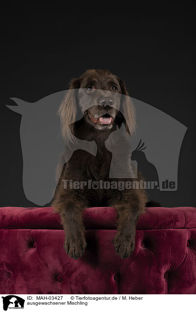 ausgewachsener Mischling / adult mongrel / MAH-03427