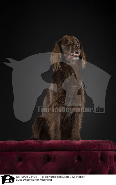 ausgewachsener Mischling / adult mongrel / MAH-03431