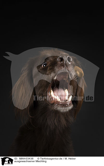 ausgewachsener Mischling / adult mongrel / MAH-03436
