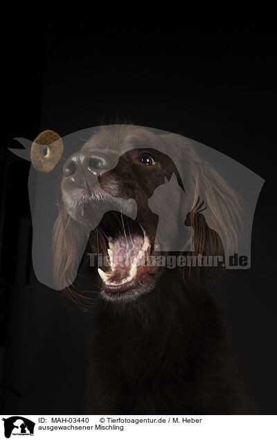ausgewachsener Mischling / adult mongrel / MAH-03440