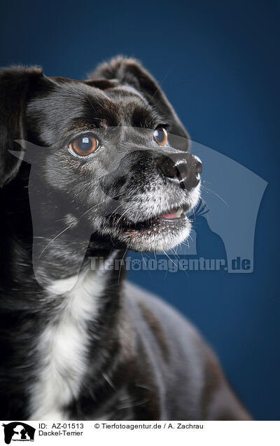 Dackel-Terrier / Dachshund-Terrier / AZ-01513
