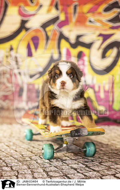 Berner-Sennenhund-Australian-Shepherd Welpe / Bernese-Mountain-Dog-Australian-Shepherd Puppy / JAM-03464