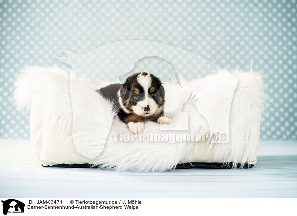 Berner-Sennenhund-Australian-Shepherd Welpe / Bernese-Mountain-Dog-Australian-Shepherd Puppy / JAM-03471