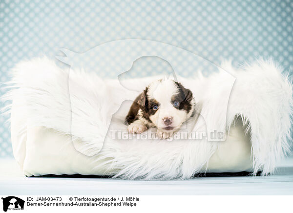 Berner-Sennenhund-Australian-Shepherd Welpe / Bernese-Mountain-Dog-Australian-Shepherd Puppy / JAM-03473