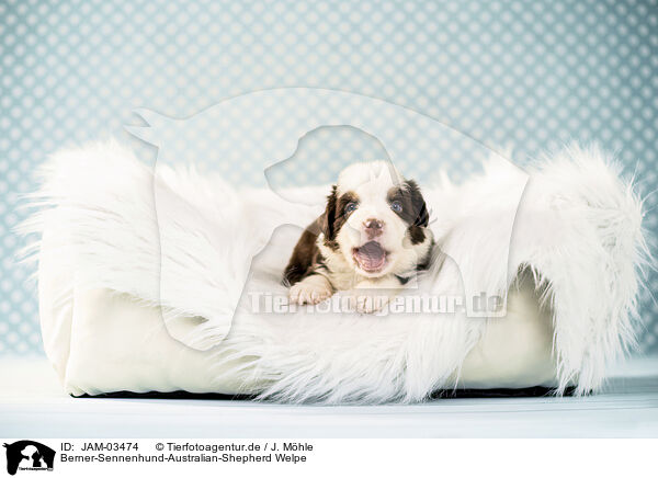 Berner-Sennenhund-Australian-Shepherd Welpe / Bernese-Mountain-Dog-Australian-Shepherd Puppy / JAM-03474