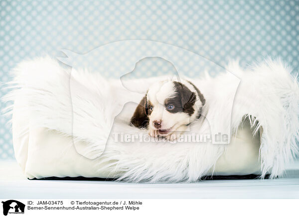 Berner-Sennenhund-Australian-Shepherd Welpe / Bernese-Mountain-Dog-Australian-Shepherd Puppy / JAM-03475