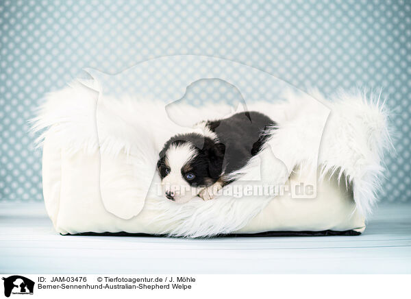 Berner-Sennenhund-Australian-Shepherd Welpe / Bernese-Mountain-Dog-Australian-Shepherd Puppy / JAM-03476