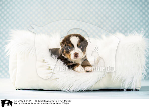 Berner-Sennenhund-Australian-Shepherd Welpe / JAM-03481