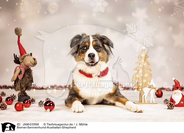Berner-Sennenhund-Australian-Shepherd / Bernese-Mountain-Dog-Australian-Shepherd / JAM-03568