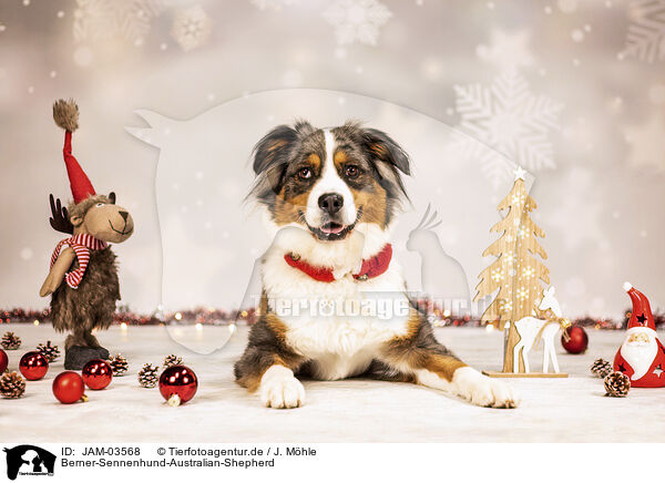 Berner-Sennenhund-Australian-Shepherd / JAM-03568